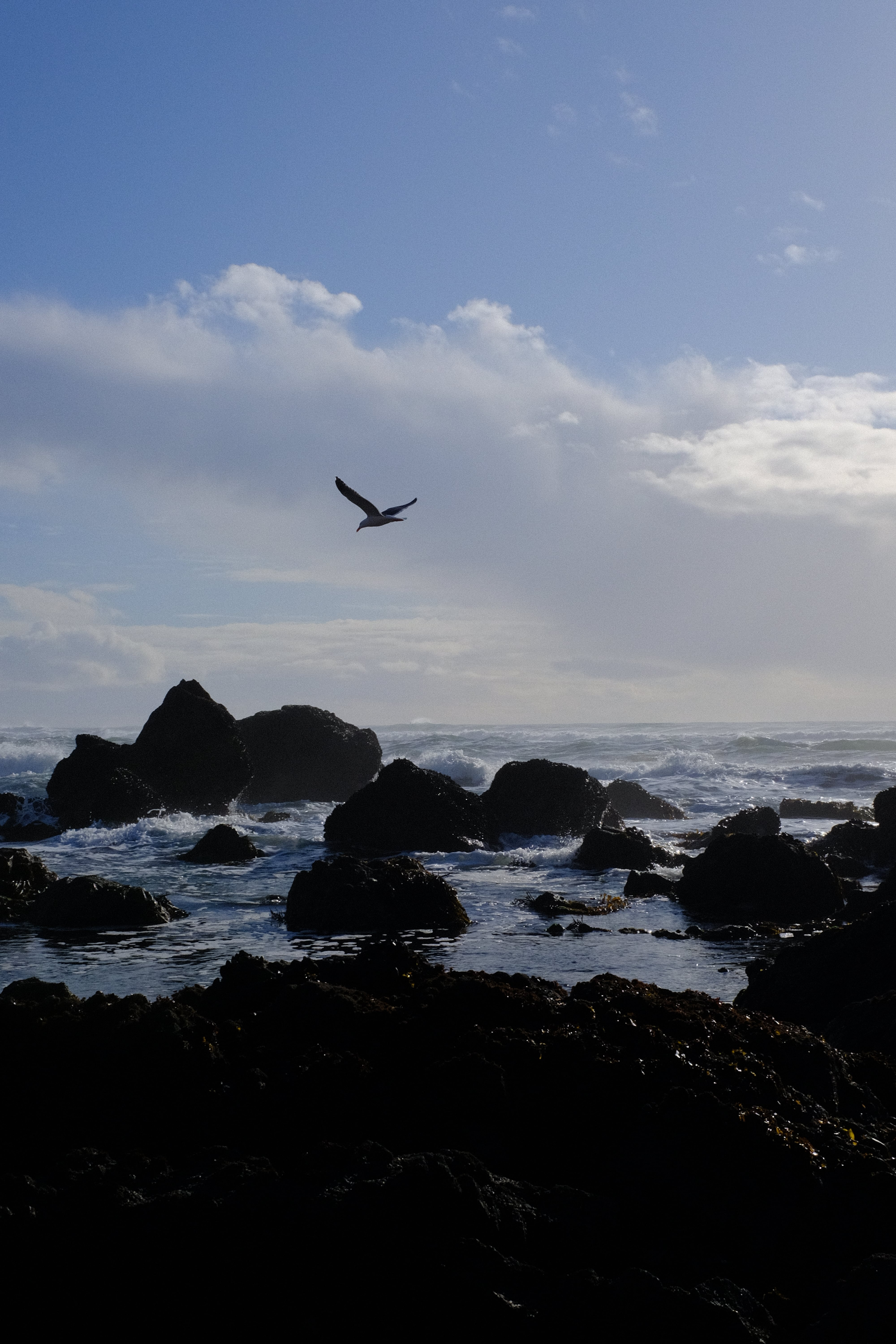 seagull flying over rocks in ocean