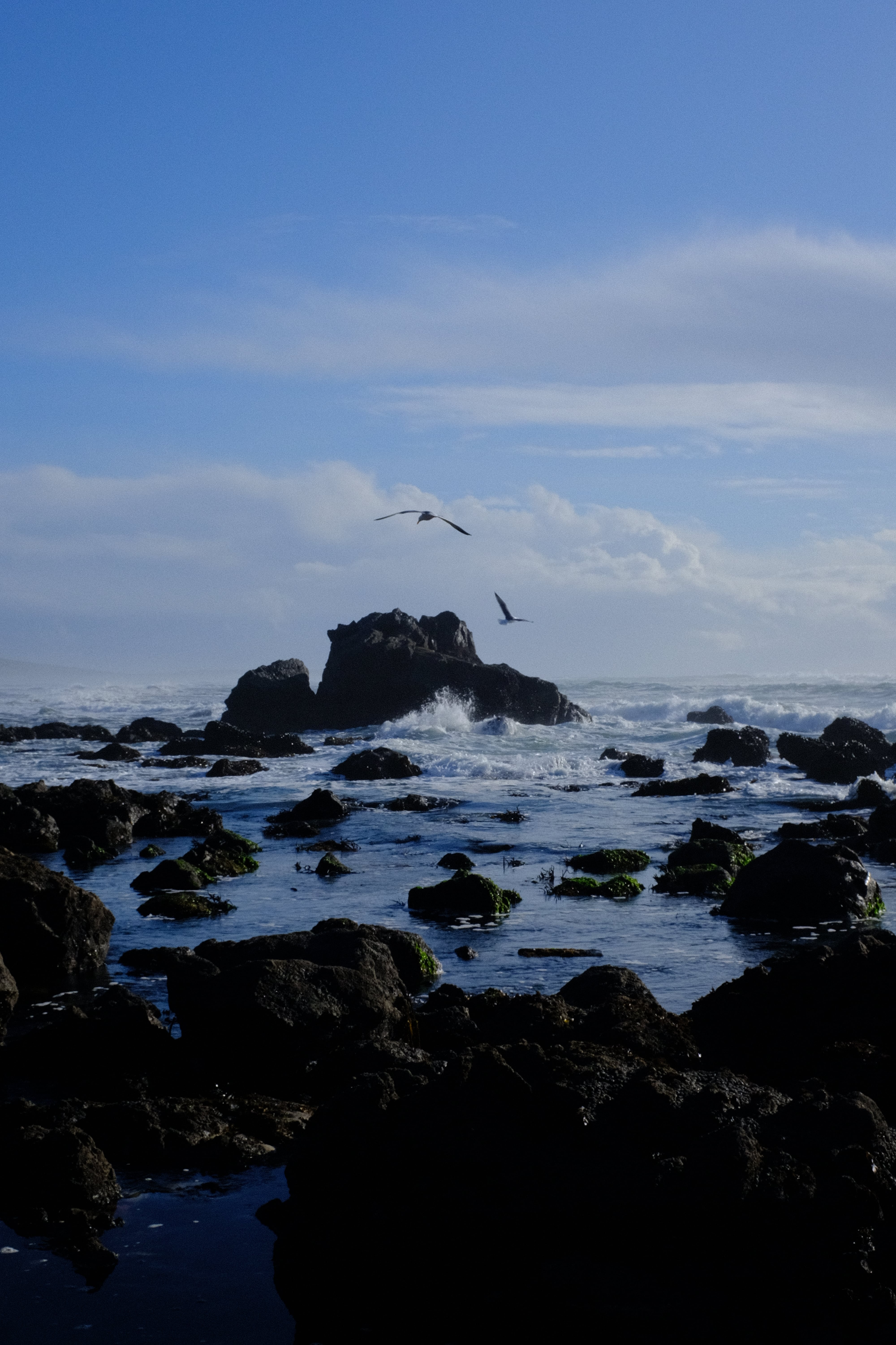 seagull flying over rocks in ocean